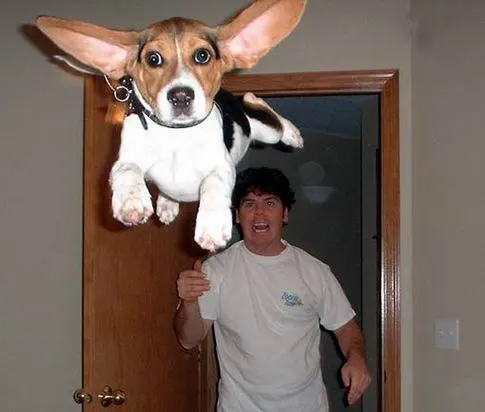 Flying Dog!