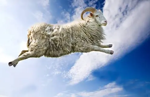 flyinggoat